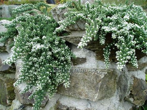 Aster ericoides 'Snowflurry' Mound Landscaping, Septic Mound Landscaping, Aster Ericoides, Fae Garden, Spruce Trees, Spruce Tree, Sandy Soil, Desert Landscaping, Edible Garden