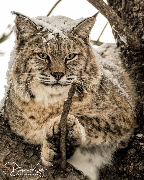 "Bobcat in Snow This is my original photography. Your order will be printed professionally in a photo lab on archival paper. The image shown here is low resolution, but your order will be printed from a high resolution file.  Your picture will be unmatted.  All photos are printed to order - please allow 7 - 10 days for printing and shipping.  There will be no watermark on your order. Your order will be mailed in a protective photo mailer. Print sizes available are: 8\" X 10\" $20.00 11\" X 14\" Bobcat Pictures, Bob Cat, House Pics, Winter Portraits, Dark Art Tattoo, Cat Photography, Your Picture, Original Photography, Cat Decor