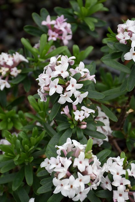 Eternal Fragrance Daphne (Daphne x transatlantica 'BLAFRA') in Vancouver Victoria Burnaby Penticton Coquitlam British Columbia BC at GardenWorks Daphne Transatlantica, Daphne Eternal Fragrance, Daphne Odora, Daphne Plant, Baltimore House, Yard Makeover, Trailing Flowers, Bog Garden, Alpine Garden