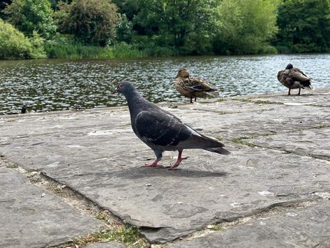 What Smell Do Pigeons Hate? (Easy Ways To Repel Pigeons) Pigeon Repellent, Get Rid Of Pigeons, Pigeon Deterrent, Cinnamon Smell, Bird Repellents, Natural Juices, Pigeon, Beautiful Creatures, Repellent