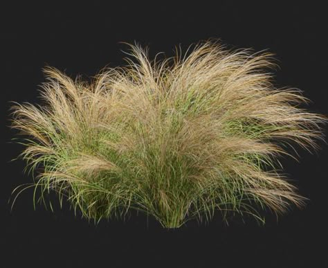 Mexican Feather Grass 3D Plant Model - Free C4D Models Real Witchcraft, Pasto Natural, Tree Psd, Urban Spaces Design, Mexican Feather Grass, Dark Psychology, Tree Photoshop, Water Architecture, Plant Texture