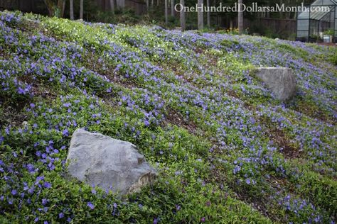 Periwinkle Flowers, Happy Sunday Everyone, Garden Pictures, Garden Boxes, The Soil, Flower Beds, Happy Sunday, Backyard Garden, Pacific Northwest