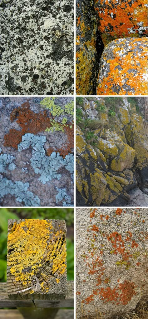 lichen on Pattern Observer Lichen On Rocks, Lichen Moss, Organic Structure, Slime Mould, Texture Inspiration, Mushroom Fungi, Textile Designs, Natural Forms, Patterns In Nature