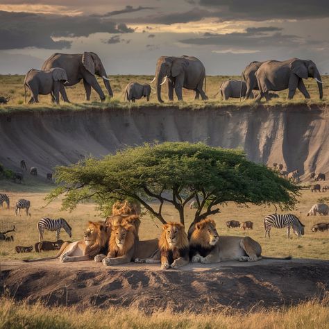 Botswana's Big Five await! 🐘🦏🐆🦬🦁 Get up close with nature's giants on an unforgettable safari. Book now at https://www.africasafaris-tours.com/botswana-safari-tours/.   #botswanawildlifesafari #wildlifeinbotswana #safariadventure #botswana #splendidafricansafaris #splendidsafarisandtoursafrica Zimbabwe Safari, Horse Safari, Botswana Safari, The Big Five, Gorilla Trekking, Board Pictures, Africa Wildlife, Wild Elephant, Vision Board Pictures