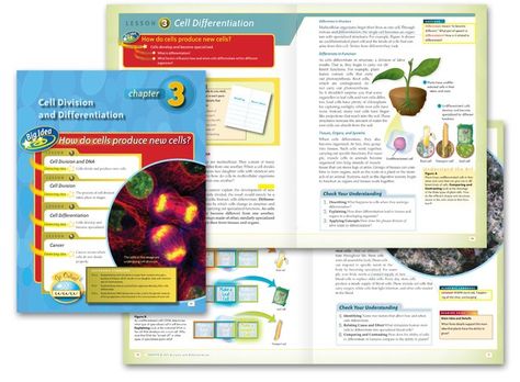 textbook page design examples Biology Template, Textbook Layout, Design For Project, Graphic Design Portfolio Book, Booklet Layout, Biology Textbook, Layout Book, Placemat Design, Books Design