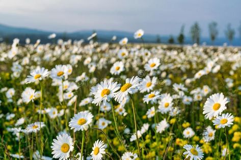 Field of Daisies. A field of hunders of white daisies #Sponsored , #Ad, #Affiliate, #Daisies, #daisies, #white, #Field Daisy Field Aesthetic, Branding Mood Board Inspiration, Wild Park, Daisy Fields, Inquiry Project, Field Of Daisies, Daisy Garden, Daisy Field, Rose Flower Wallpaper