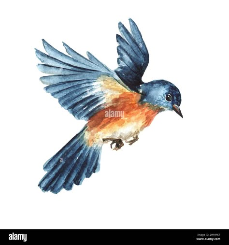 Bird Reference Photos Flying, Flying Bird Watercolor Paintings, Bird Painting Flying, Bird Drawings Flying, Birds In Flight Drawing, Birds Flying Painting, Birds Flying Drawing, Flying Birds Drawing, Bird Flying Drawing