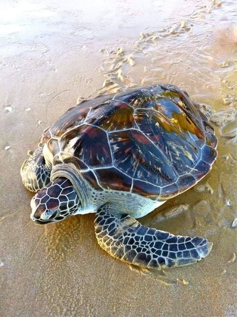 Are you Curious to know more about Turtles... Must Read it. Sea Turtle Photography, Turtle Photos, Sea Turtles Photography, Sea Turtle Pictures, Turtle Wallpaper, Turtle Images, Baby Sea Turtles, Sea Turtle Art, Tortoise Turtle