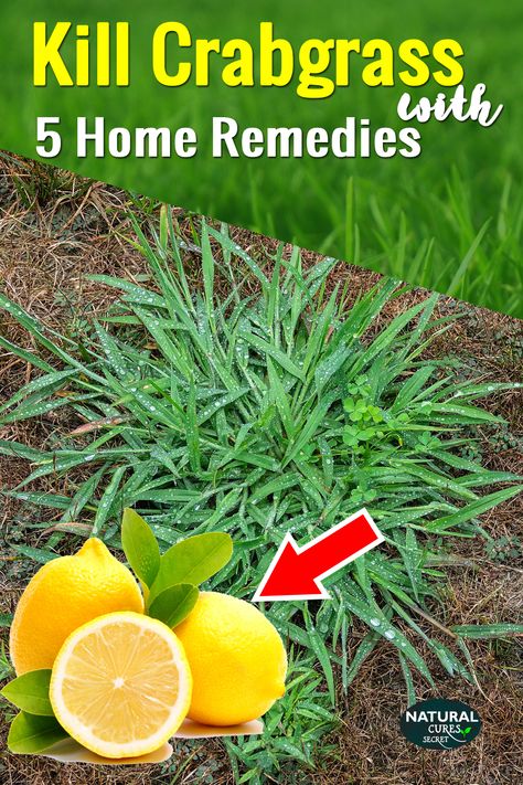 Crabgrass is one of the most nasty, pervasive and the prevalent kind of weed that lawns and gardens face. But with a proper lawn care, you can get rid of crabgrass naturally. Let's see how. #naturalcuressecret #howtogetridofcrabgrassinthelawn #weedcontrol #lawncare #howtogetridofcrabgrass #crabgrass #howtokillcrabgrass #naturalweedkiller #bestweedkiller #howtokillweedsnaturally #gardening #weedcontrolwithoutchemicals #howtogetridofcrabgrassandclover #howtodigupcrabgrass #homemadeweedkiller Lawn Care Diy, Grass Seed Mat, Kill Weeds Naturally, Weeds In Lawn, Lawn Care Tips, Homemade Cleaning Solutions, Homemade Cleaning, Lawn And Landscape, Grass Seed