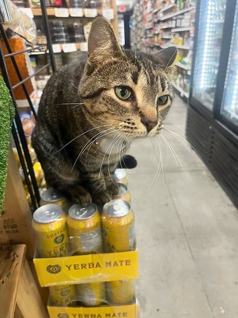 Bodega Cats (@bodegacats.bsky.social) Bodega Cat, Scared Cat, Cute Cats And Dogs, Silly Cats, Dream Board, Reference Photos, Cute Photos, Art Inspo, Cute Cats