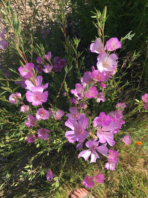 Native Oregon Landscaping, Oregon Native Plants Landscaping, Washington Native Plant Garden, California Native Flowers, Oregon Native Plants, Native Oregon Plants, Pnw Native Flowers, Oregon Landscaping, Oregon Native Flowers