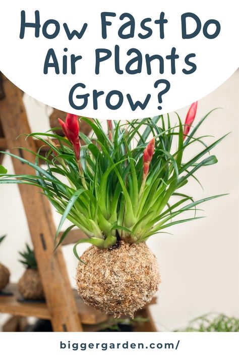 Ever wondered just how large your air plants can grow? Discover the fascinating world of air plant growth and see for yourself. Click to read and follow us for more gardening ideas. Moss Ideas, Types Of Air Plants, Sonora Desert, Air Plants Care, Plant Table, Spanish Moss, Elephant Ears, Tomato Plants, Snake Plant