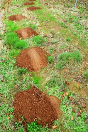 Get Rid Of Gophers In Yard, Gophers Get Rid Of, How To Get Rid Of Gophers In Yard, Backyard With Hill, Landscape Ideas For Small Backyard, Hill Landscape Ideas, Mole Deterrent, Getting Rid Of Gophers, Small Orchard