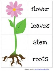 good vocabulary building, could even put a song to it to match head, shoulders, knees, toes. Gardening Preschool, دورة حياة النبات, April Preschool, Plants Worksheets, Spring Lessons, Preschool Garden, Plants Unit, Plant Activities, Spring Preschool