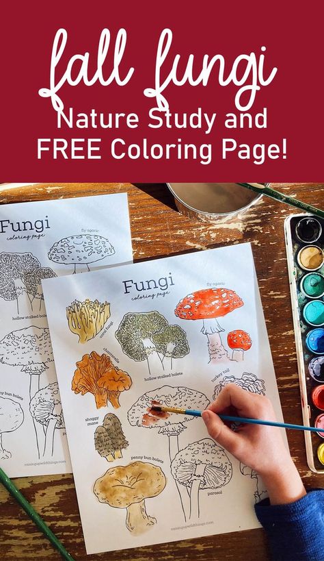 Enjoy this fall freebie for studying mushrooms with your kids! #mushrooms #funginaturestudy #homeschool #homeschoolfreebies Mushrooms Unit Study, Life Cycle Of A Mushroom, Homeschool Mushroom Study, Free Fall Homeschool Printables, Mushroom Nature Study, Fall Preschool Homeschool, Mushroom Free Printable, Autumn Homeschool Activities, Homeschool Coloring Pages