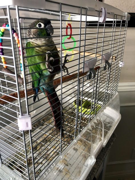 Green Cheek Conure Green Cheek Conure Cage Setup, Bird Enclosure, Conure Cage, Glendora California, Conure Bird, Green Cheek Conure, Activism Art, How To Potty Train, Conure Parrots