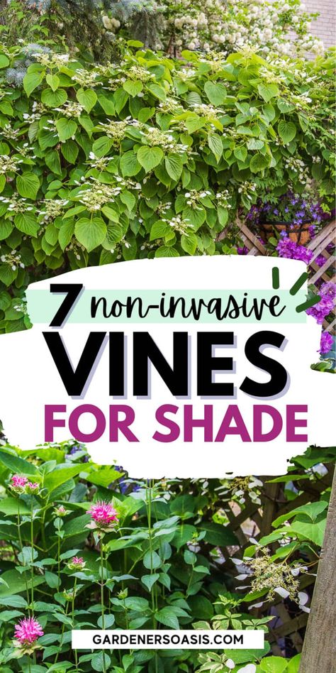 Climbing Shade Plants, Shade Vines, Vines For Shade, Shade Trellis, Climbing Flowering Vines, Shady Backyard, Perennial Flowering Vines, Plants That Love Shade, Climbing Plants Trellis