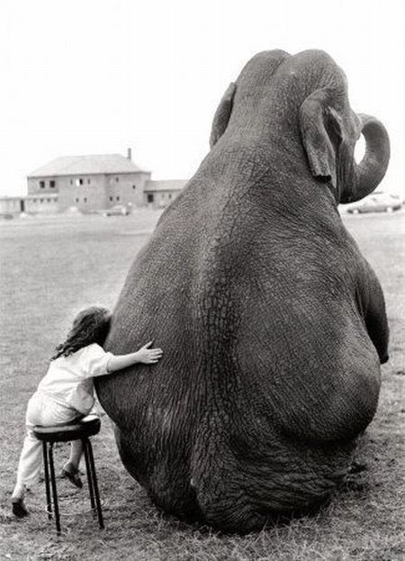 one of my favorite pics...my mom read the book that this picture is from called Modoc (a true story about a friendship between a boy and a elephant:) Cute Elephant Pictures, Elephant Pictures, Elephant Love, Appaloosa, Edgar Allan Poe, An Elephant, Cute Elephant, Quarter Horse, Jolie Photo