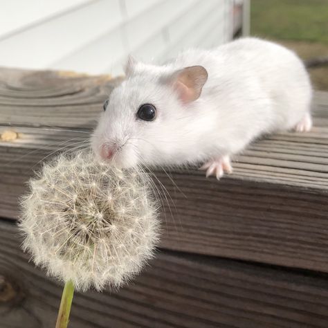 Hamster Nails, Hamster Aesthetic, Winter White Hamster, White Hamster, Robo Hamster, Hamster Pics, Small Hamster, Hamster Life, Inspiration Nails