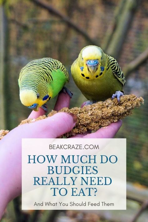 How Much Budgies Really Need To Eat Budgie Care, Budgie Food, Weetbix Slice, Cockatiel Care, Homemade Bird Toys, Parakeet Care, Parrot Training, Parakeet Cage, Budgies Bird