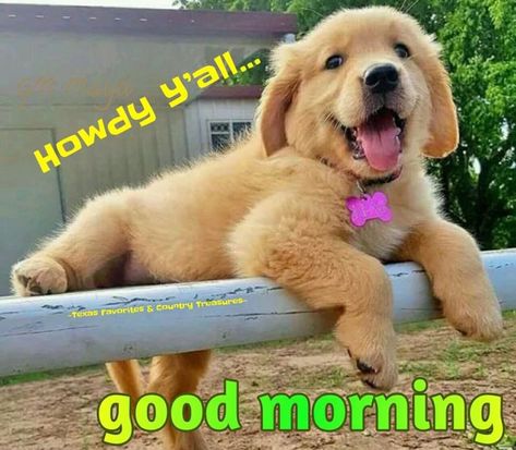 Good Morning Puppy, Good Morning Dog, Good Morning Animals, Good Morning Cat, New Good Morning, Good Morning Dear Friend, Good Morning Greeting Cards, Good Morning Funny Pictures, Cute Good Morning Images