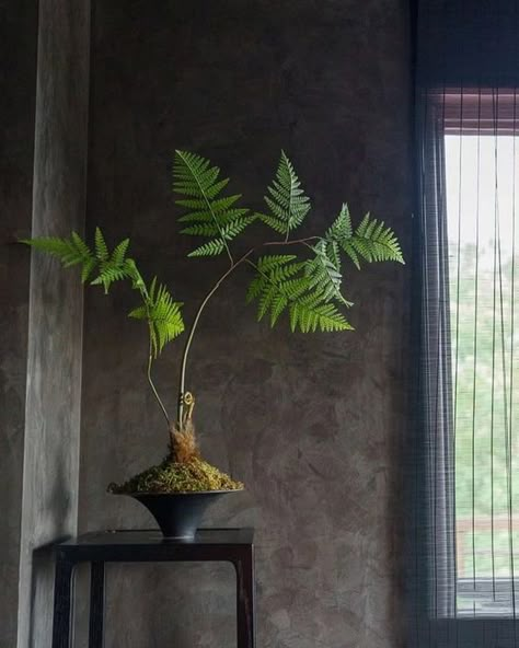 10 Low-Light Indoor Plants and Their Characteristics - Matchness.com Japanese Indoor Plants, Japanese Plants, Low Light Indoor Plants, Ferns Garden, Indoor Tree, Cast Iron Plant, Indoor Greenery, Snake Plants, Indoor Bonsai