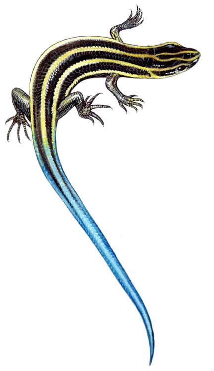 Five lined skink Skink Lizard, Endangered Species Art, Lizard Tattoo, Bathroom Mural, Blue Tail, Scientific Illustration, Tattoo Pattern, Reptiles And Amphibians, Weird Animals