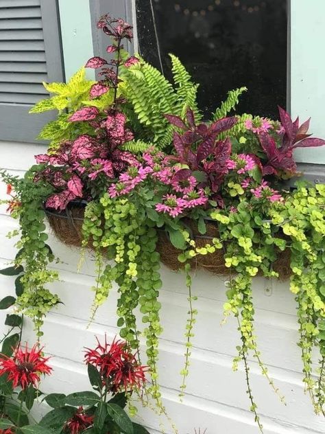 Balcony Flowers Box Planters, Type Of Plants, Balcony Flower Box, Window Box Garden, Patio Flowers, Container Garden Design, Balcony Flowers, Window Box Flowers, Potted Plants Outdoor