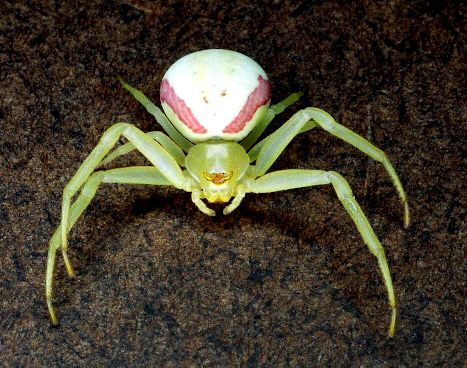 Flower Spider - Misumena vatia - female...you've seen them change colors to match the bloom they're on! Amazing little spiders! Flower Spider, Spider Identification, Flower Crab, Arachnids Spiders, Bug Costume, Crab Spider, Spider Sona, Grasshoppers, White Plants