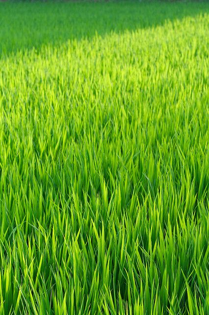 Flowing Green Rice | Flickr - Photo Sharing! Ed Wallpaper, Different Pictures, Green Rice, Green Collection, Simple Green, Green Nature, World Of Color, Green Grass, Color Of Life