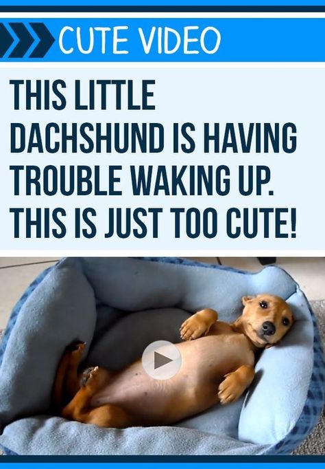 Awww Good morning sweet sleepy Peanut. This adorable #Dachshund has a #caseoftheMondays! #dogs #pets #puppies #puppylove Sausage Dogs, Dapple Dachshund, Puppy Stuff, Funny Dachshund, Weenie Dogs, Mini Dachshund, Dachshund Lovers, Dachshund Puppies, Dachshund Puppy