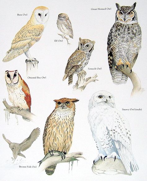 vintage owl poster Elf Owl, Hawk Owl, 1984 Book, Eastern Screech Owl, Tawny Owl, Screech Owl, Bird Book, Owl Pictures, Great Horned Owl