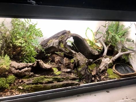 Your Guide to Ball Python Terrarium Decorations | ReptiFiles Bioactive Reptile Terrarium, Snake Habitat Ideas Terrarium Diy, Ball Python Tank Ideas, Snake Terrarium Ideas Ball Python, Ball Python Terrarium Ideas, Ball Python Terrarium, Python Terrarium, Ball Python Enclosure Ideas, Python Enclosure