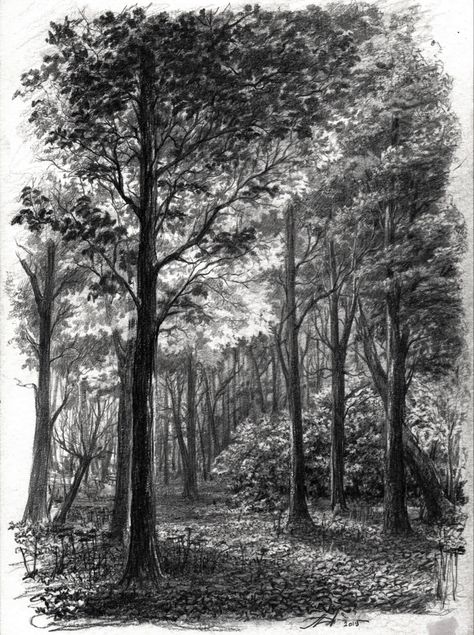 Pencil Drawing Forest, Forest Reference Drawing, Forest Drawing Pencil, Forest Pencil Drawing, Sketches Of Trees, Forest Drawings, Sketch Trees, Tree Pencil Sketch, Nature Sketches Pencil