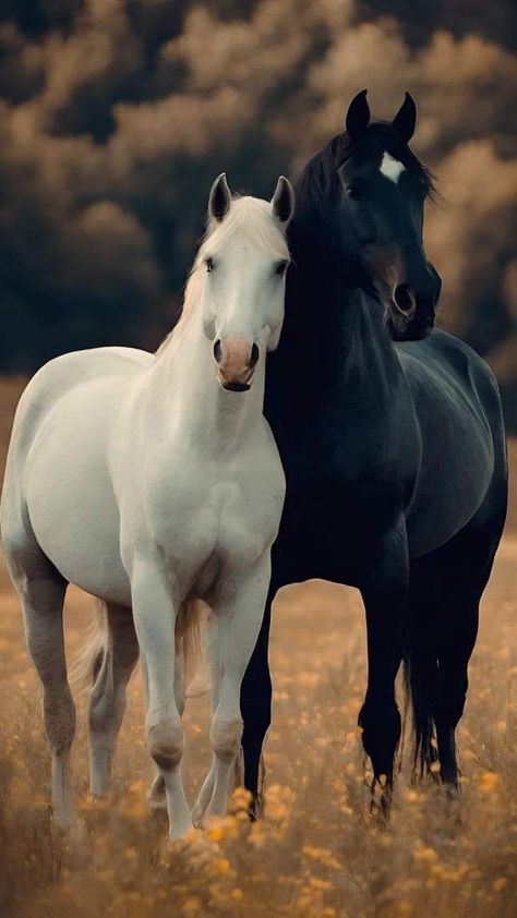 Black Horse And White Horse, Horse Beautiful Photography, Horses Pictures Photography, White And Black Horse, Black And White Horse Photography, Black And White Horses, White Horse Photography, Horses White, Black And White Horse