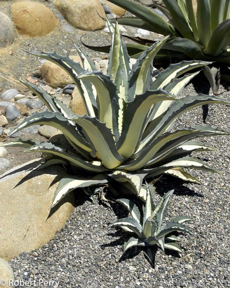 agave americana mediopicta alba - Google Search Agave Americana, Century Plant, Hummingbird Plants, Waterwise Garden, Garden Planner, Water Wise, Agaves, Dry Leaf, Low Maintenance Plants