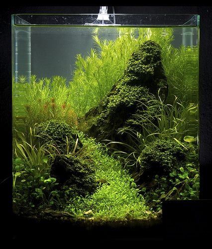 nano winner tank! | jfravn | Flickr Aqua Scape, Tank Terrarium, Amazing Aquariums, Fish Tank Terrarium, Cool Fish Tanks, Aquascape Design, Fish Tank Design, Tropical Fish Aquarium, Fresh Water Fish Tank