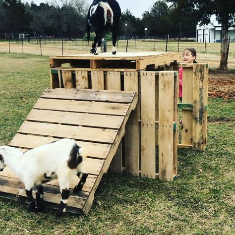 We made a new little pallet playhouse for the goats! King of the Mountain and a dizzy spell #goatsofinstagram #goats #babygoatsofinstagram… Pallet Playground, Goat Houses, Goat Shelters, Candle Transfer, Goat Playground, Dizzy Spells, Goat Shelter, Goat Pen, Pallet Playhouse