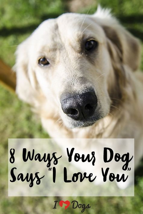 Puppy love is the real deal, and our dogs prove it to us everyday with these 8 fur ball ways of saying, “I love you.” The Love Of A Dog, If Dogs Could Talk, Dog Names Unique, Dog Communication, Dog Psychology, Love Sayings, Shitzu Puppies, Cute Puppy Breeds, Dog Outfits