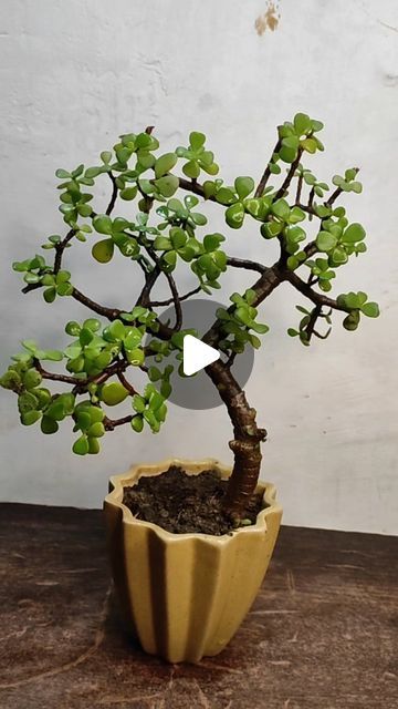 How To Make Jade Plant Bonsai, Mini Jade Plant, Bonsai Plants Aesthetic, Jade Plant Bonsai, Shohin Bonsai Juniper, Jade Bonsai, Saikei Bonsai, Chojubai Bonsai, Jade Plant