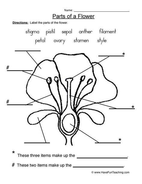 How to teach Flowers Using Flower Parts of a Plant Worksheet, students label the nine parts of the flower picture using arrows and a word bank. Knowing the different parts… Parts Of A Flower Worksheet, Flower Worksheet, Nature Preschool, Flower Anatomy, Plants Worksheets, Cells Worksheet, Classroom Science, Flower Structure, Mad Scientists