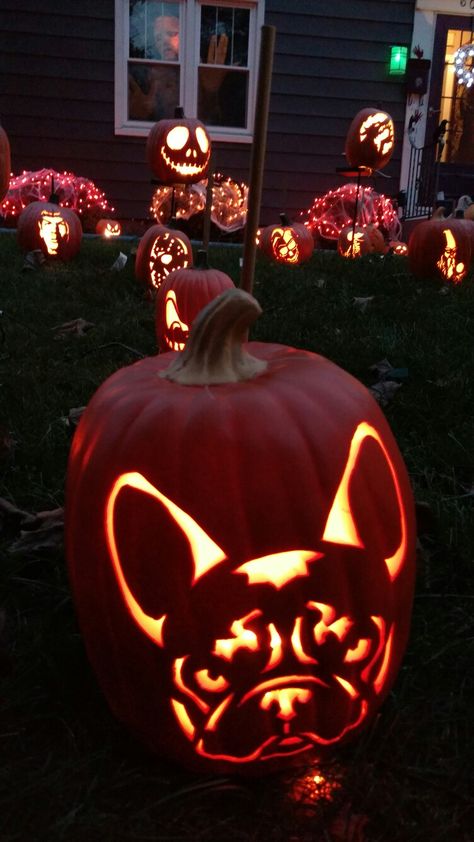 French Bulldog Pumpkin Carving, Bulldog Pumpkin Carving, French Bulldog Pumpkin, Bulldog Pumpkin, Pumpkin Carving Halloween, French Bulldog Painting, Pumpkin Stencils, French Bulldog Art, Pumpkin Display