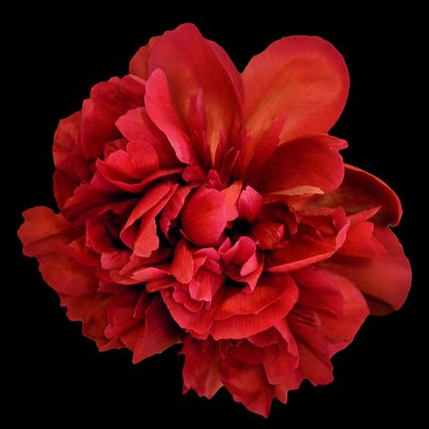 Like Png, Moodboard Pngs, Red Blossoms, Red Peonies, Free Pictures, Free Photo, Free Image, Red Flowers, Free Images