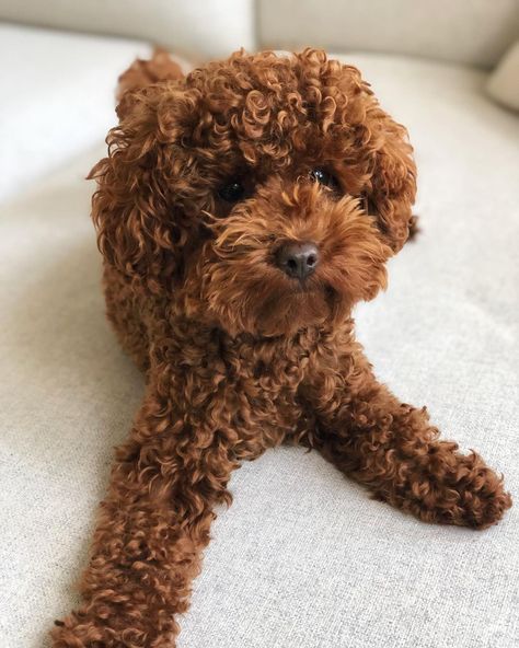 2,889 Me gusta, 37 comentarios - ROMEO - RED TOY POODLE (@poodletoyromeo) en Instagram: "Got so many sweet messages about my scary “swim” accident yesterday! You all are truly the best…" Red Toy Poodle, Poodle Haircut Styles, Pets Aesthetic, Goldendoodle Grooming, Pet Bunny Rabbits, Dog Mommy, Poodle Grooming, Very Cute Puppies, Grooming Style