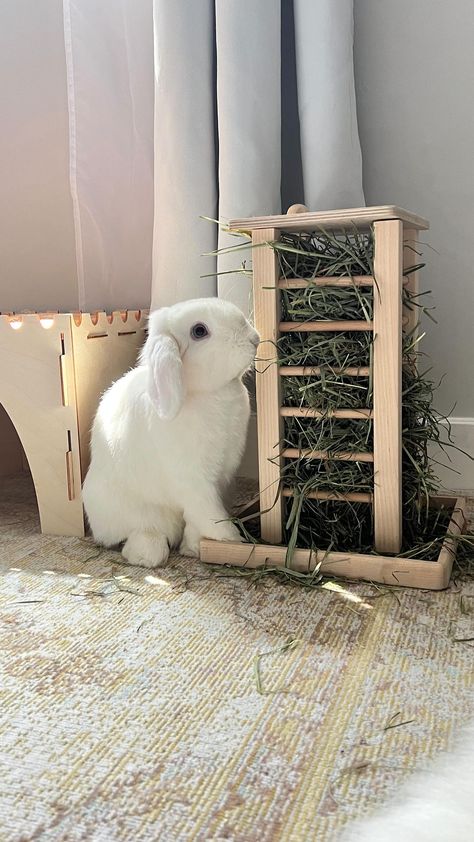 binky.twyla on Instagram: Flop 🥺 ‼️DM to repost ‼️ Treat dispenser/toy @oxbowanimalhealth Wobble Teaser Castle @cosyscastles #bunny #bunnies… Bunny Necessities, Bunny Play Area, Bunny Set Up Indoor, Toys For Bunny, Bunny Hideout, Bunny Habitat, Artistic Apartment, Bunny Enclosure, Rabbit Playground