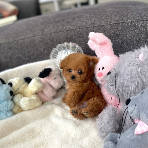 Teddy Bear Poodle, Teacup Poodle Puppies, Toy Poodle Puppy, Teacup Poodle, Teddy Bear Puppies, Cute Fluffy Dogs, Poodle Puppies For Sale, Cute Small Dogs, Puppy Mom