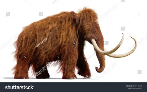 Prehistoric Mammals, Stone Age Art, Graphic Design Portfolio Cover, Woolly Mammoth, Wooly Mammoth, Paleo Art, Extinct Animals, Rare Animals, Prehistoric Creatures