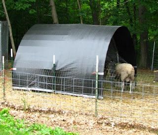 River Oaks Farm & Studio: Cattle Panel & T-Post Sheep Shelters Hog Shelter, Goat Houses, Goat Shelters, Mountain Farming, Sheep Shelter, Fiber Farm, Katahdin Sheep, Farm Structures, Goat Ideas