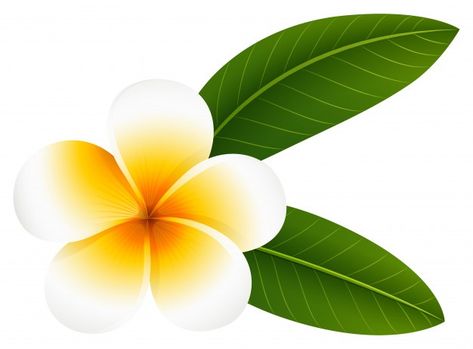 Plumeria flower with two leaves | Free Vector #Freepik #freevector #flower #nature #leaves #tropical Tropical Flowers Bouquet, Hummingbird Illustration, Dried Floral Wreaths, Blooming Orchid, Summer Sale Banner, Ginger Flower, Birthday Photo Banner, Graphic Design Cards, Different Types Of Flowers