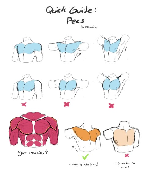 Muscle Anatomy Drawing, Anatomy Help, Male Anatomy, Drawing Help, Human Anatomy Drawing, Body Drawing Tutorial, Manga Drawing Tutorials, Helpful Things, Human Anatomy Art